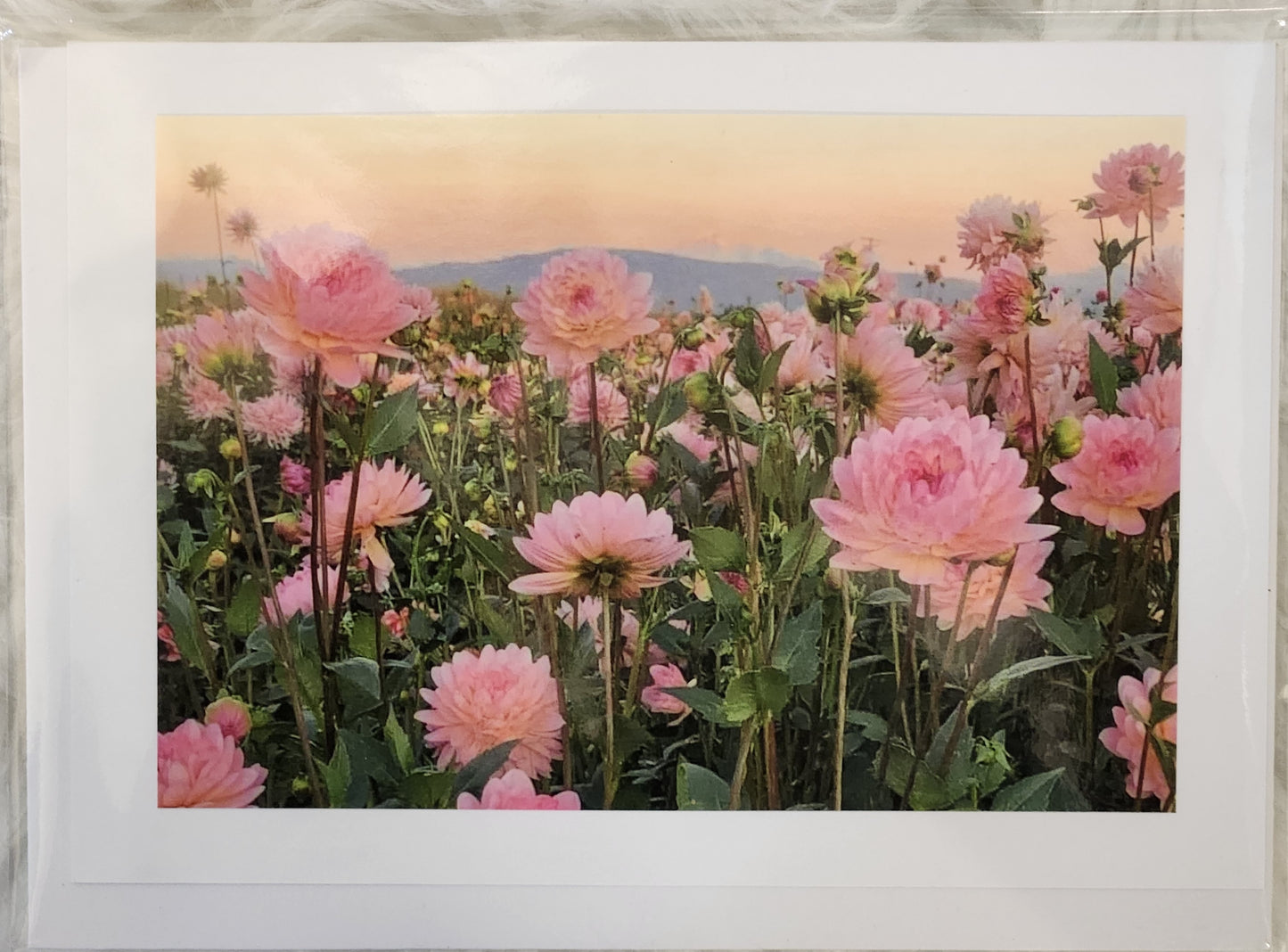 BARBSCARDS PINK DAHLIAS