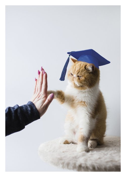 PALM PRESS GREETING CARDS CAT GRAD