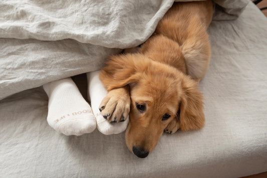 ALOHA COLLECTION CREW SOCKS SANDSTONE