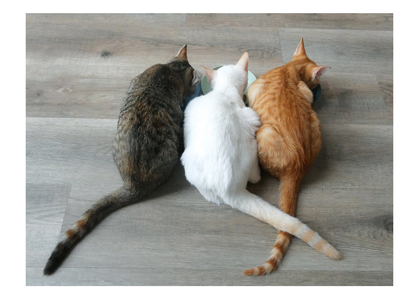 PALM PRESS GREETING CARDS 3 CATS