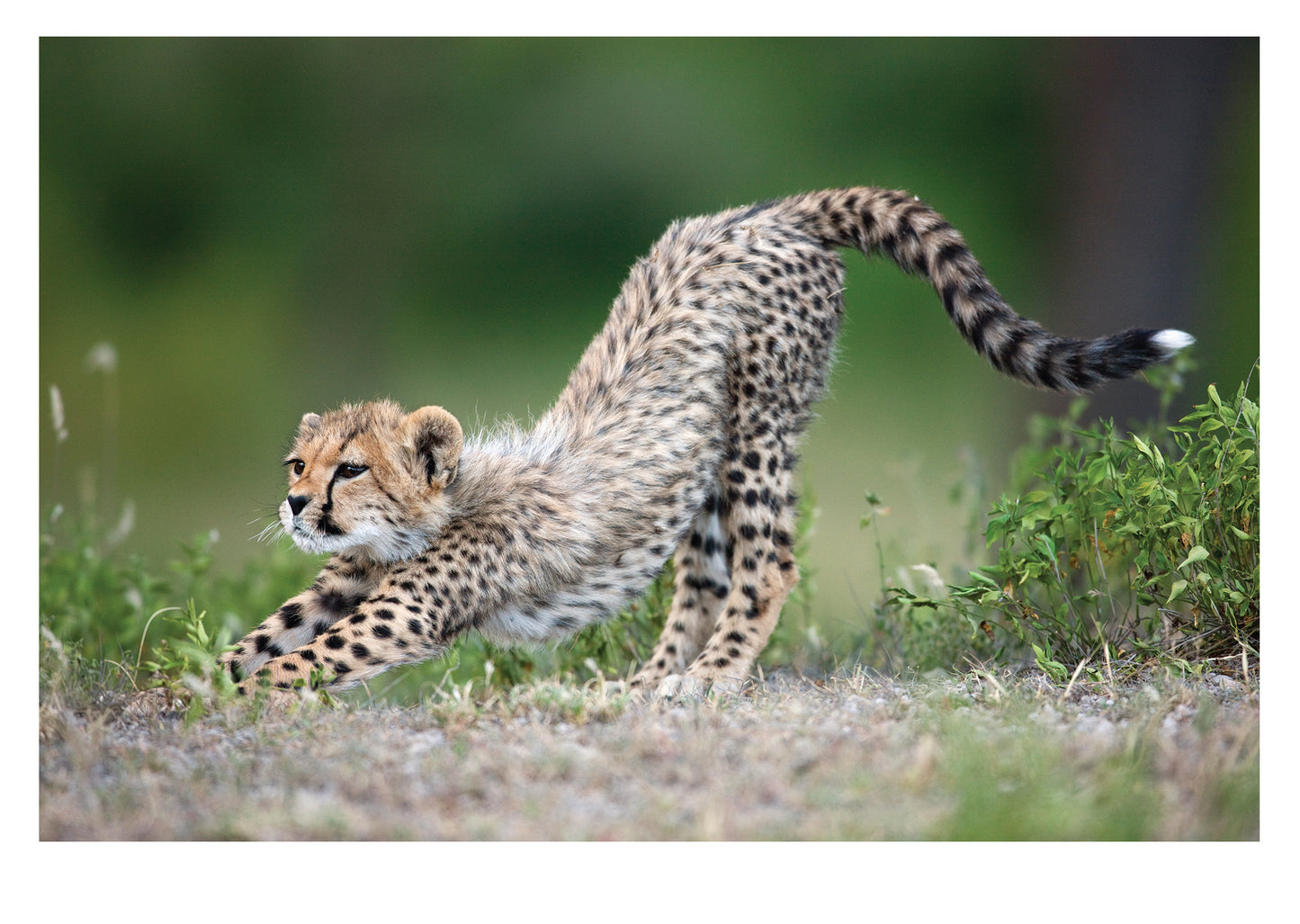 PALM PRESS GREETING CARDS CHEETAH CUB