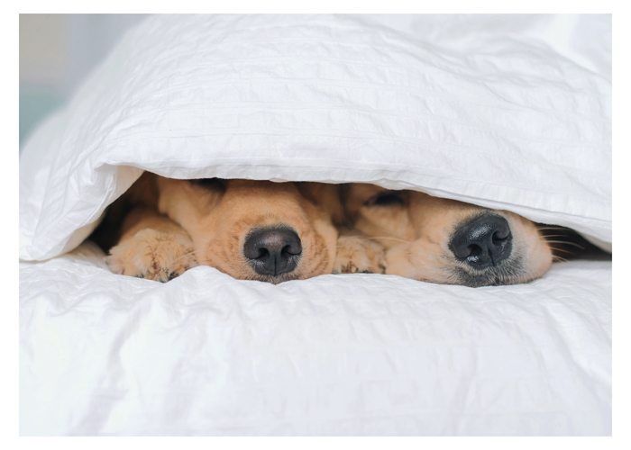 PALM PRESS GREETING CARDS TWO DOGS BLANKET