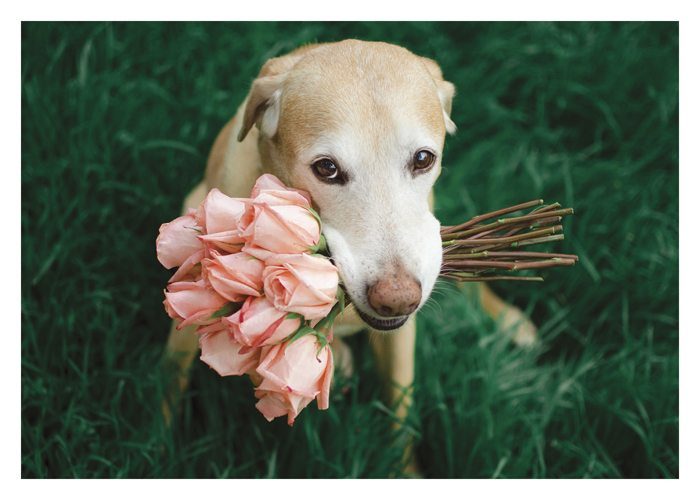 PALM PRESS GREETING CARDS DOG PINK ROSES