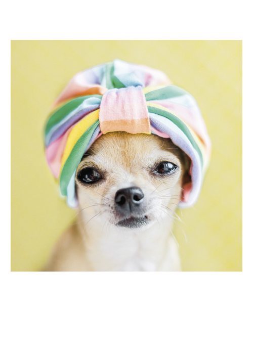 PALM PRESS GREETING CARDS DOG TURBAN