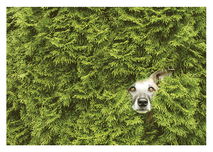 PALM PRESS GREETING CARDS DOG IN BUSH