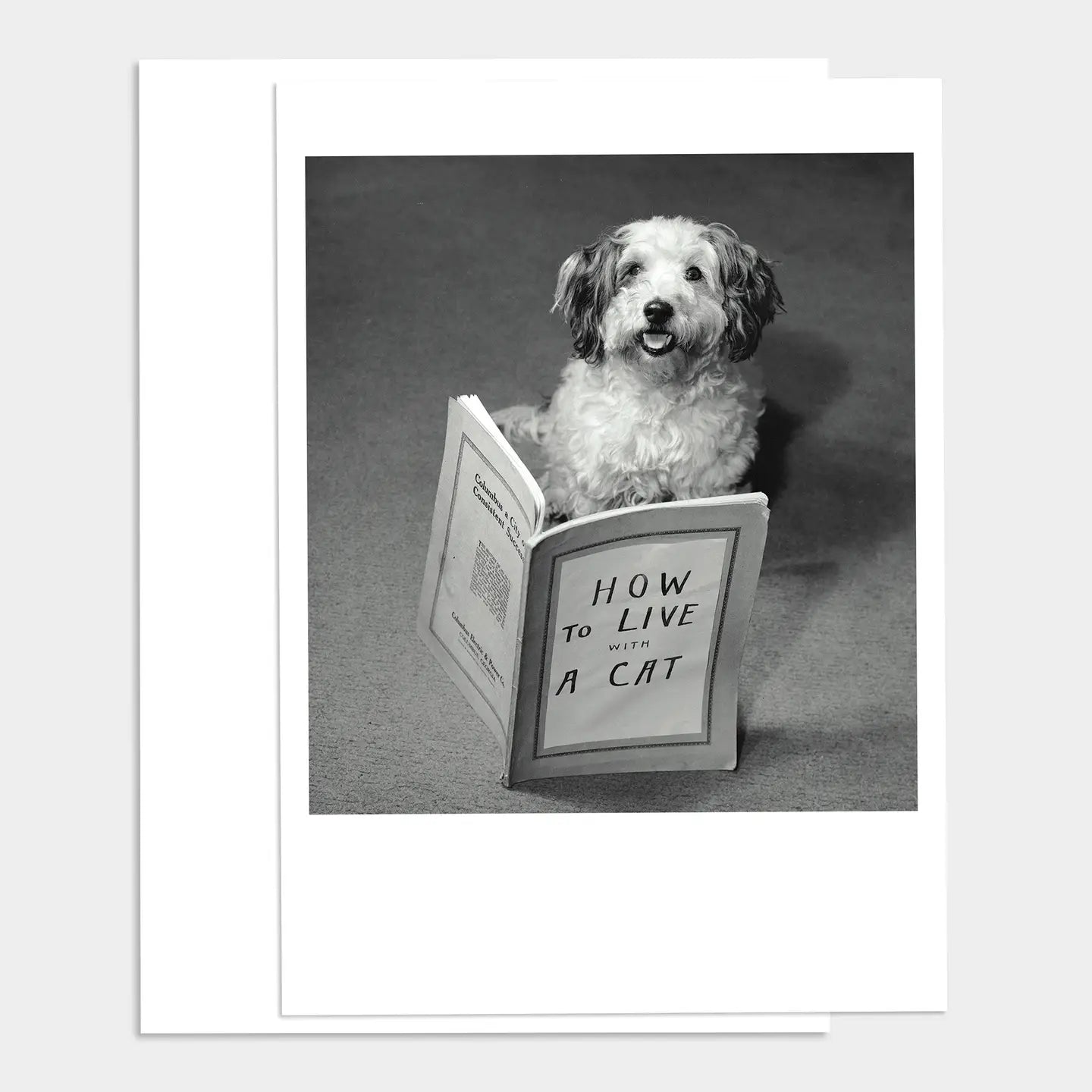 PALM PRESS GREETING CARDS THE CATS ROOMATE