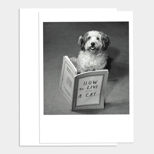 PALM PRESS GREETING CARDS THE CATS ROOMATE