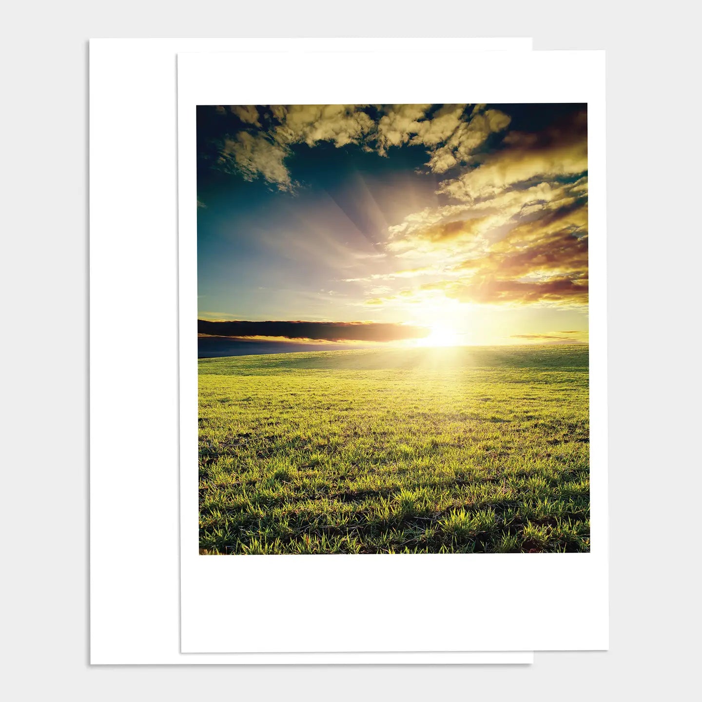 PALM PRESS GREETING CARDS FIELD OF GRASS