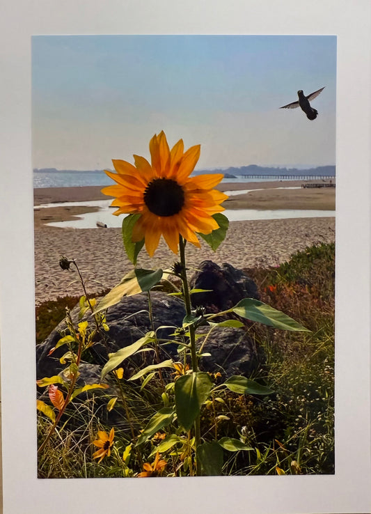 BARBSCARDS SUNFLOWER HUMMINGBIRD