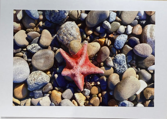 BARBSCARDS RED STARFISH
