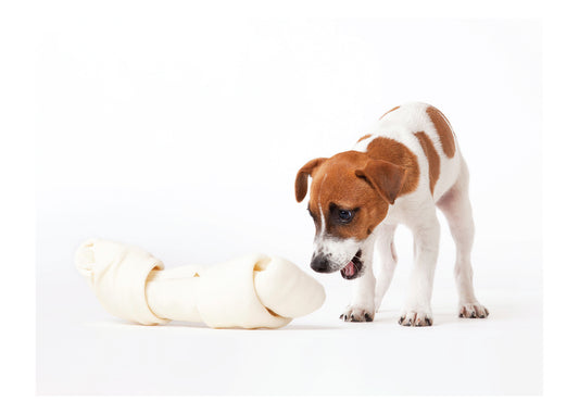 PALM PRESS GREETING CARDS BIG BONE, SMALL DOG