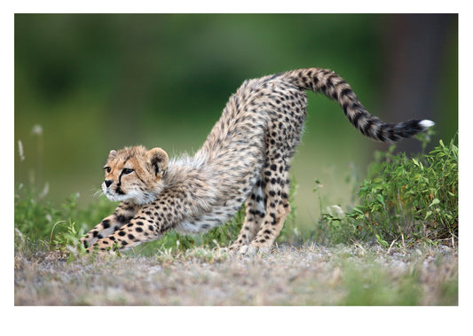 PALM PRESS GREETING CARDS CHEETAH CUB