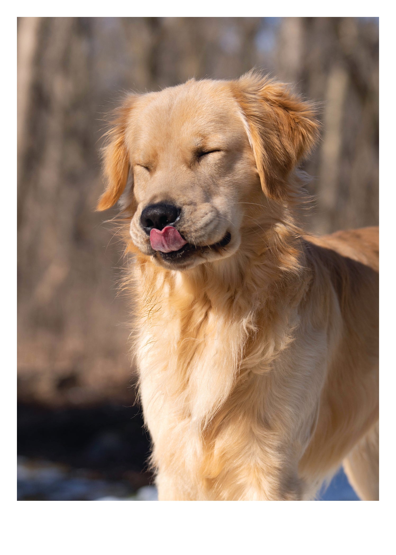 PALM PRESS GREETING CARDS GOLDEN DOG