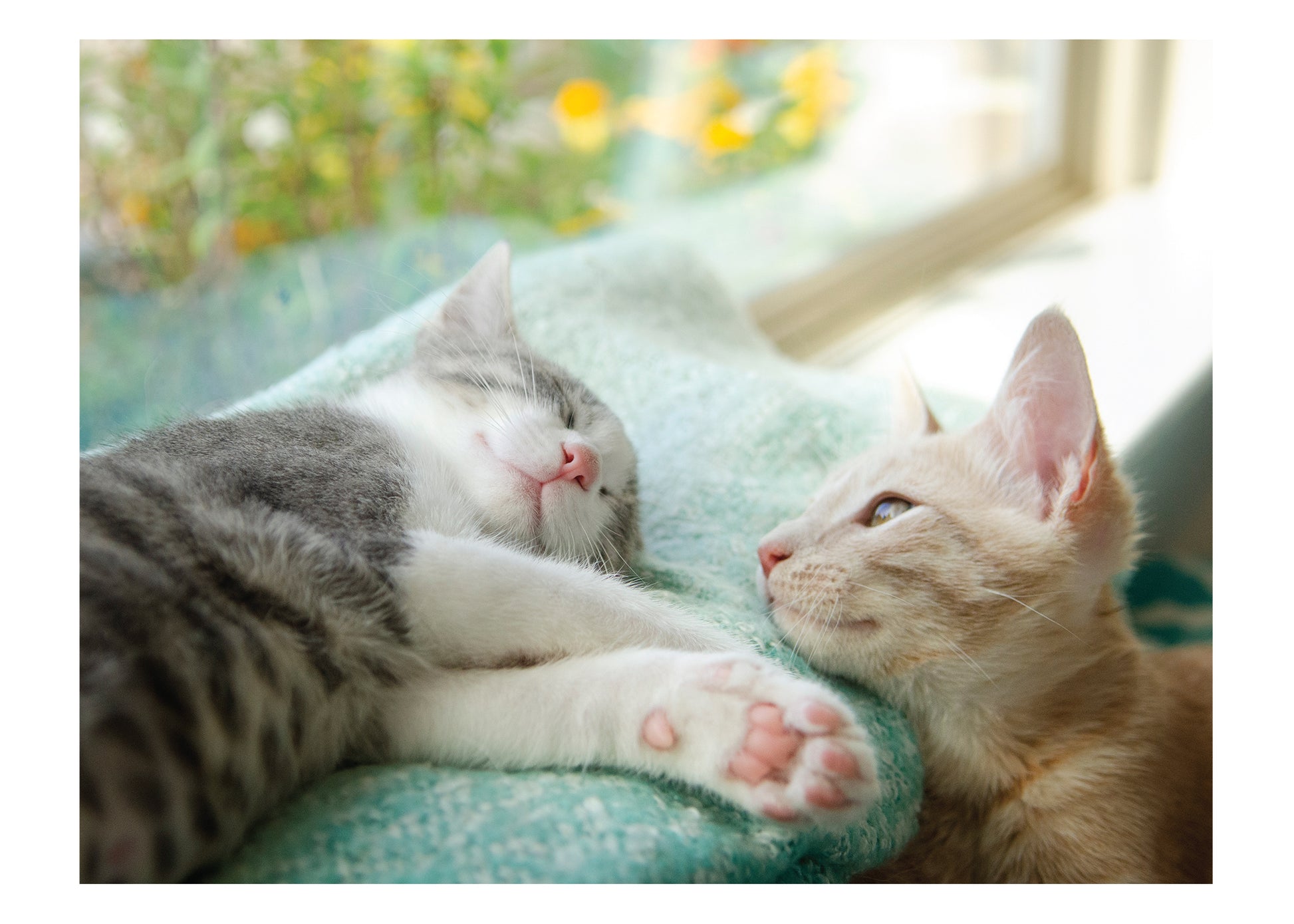 PALM PRESS GREETING CARDS KITTEN LOVE