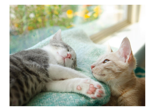 PALM PRESS GREETING CARDS KITTEN LOVE