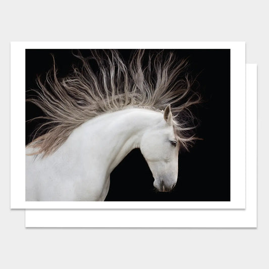 PALM PRESS GREETING CARDS MAJESTIC HORSE