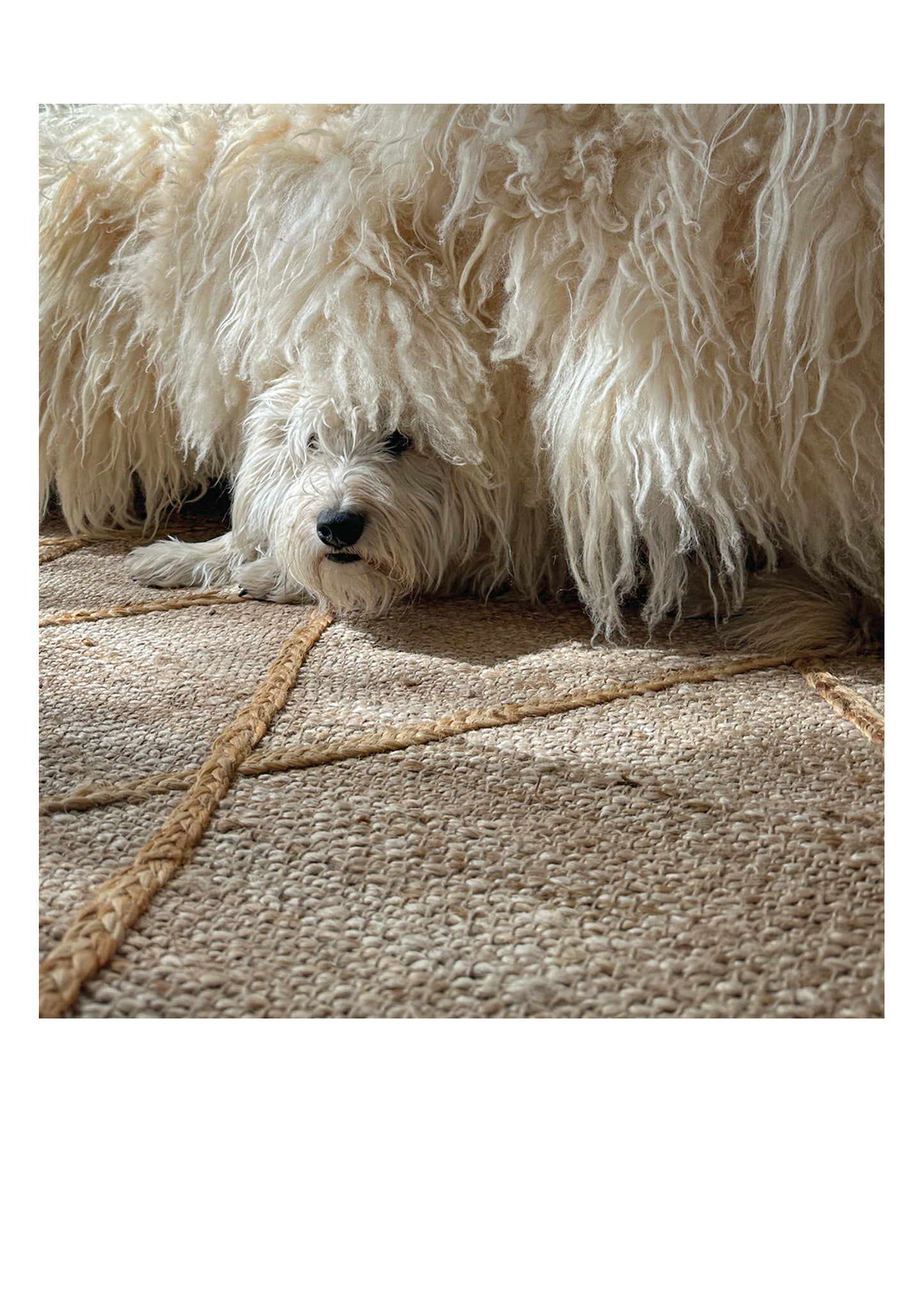 PALM PRESS GREETING CARDS SHAGGY DOG UNDER BED