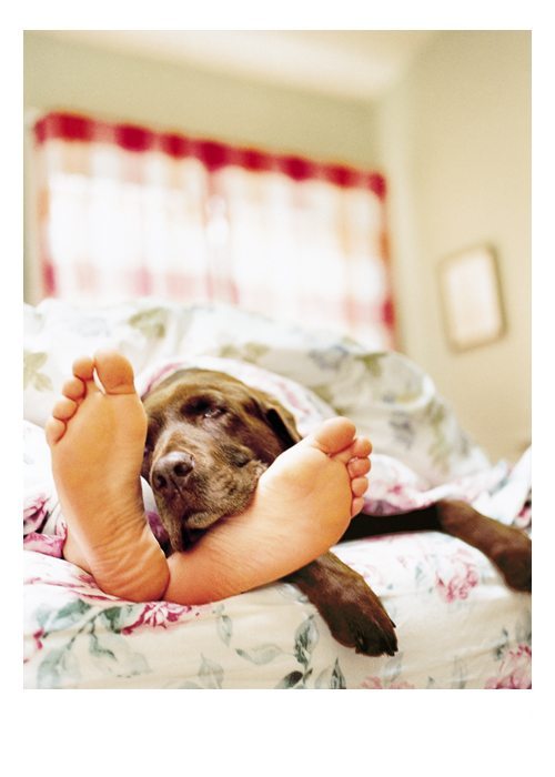 PALM PRESS GREETING CARDS SICK DOG & FEET