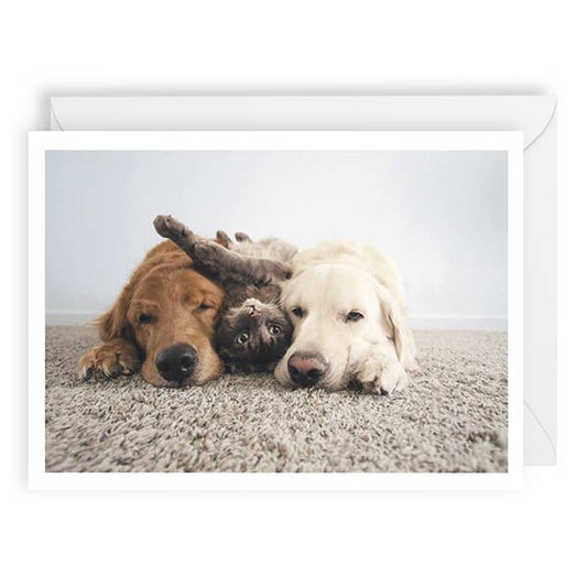 PALM PRESS GREETING CARDS THREE ANIMALS HAPPY BIRTHDAY