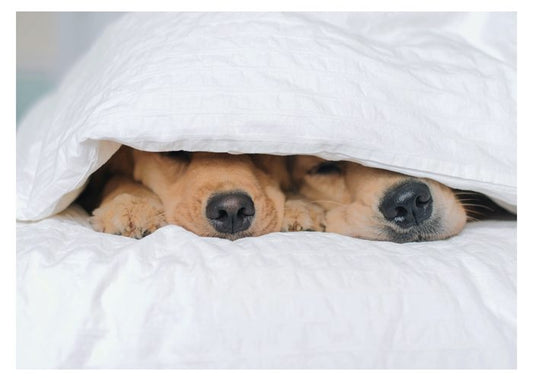 PALM PRESS GREETING CARDS TWO DOGS BLANKET