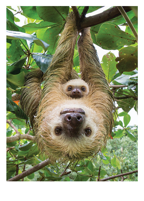 PALM PRESS GREETING CARDS TWO SLOTHS