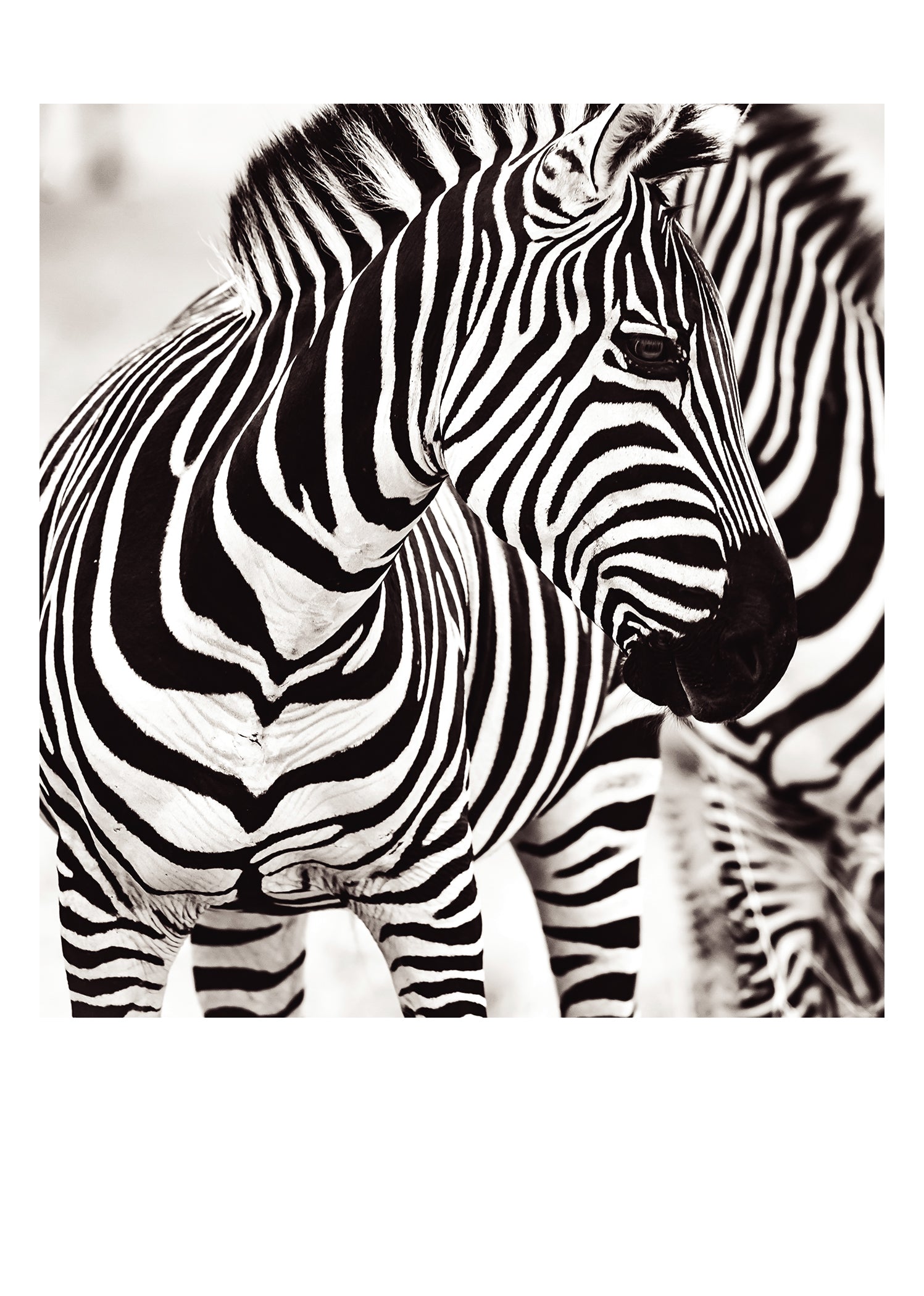PALM PRESS GREETING CARDS ZEBRAS