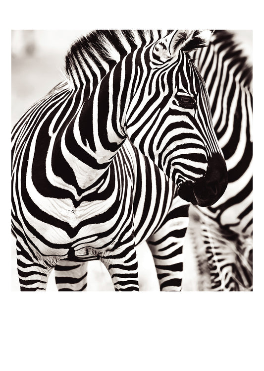 PALM PRESS GREETING CARDS ZEBRAS