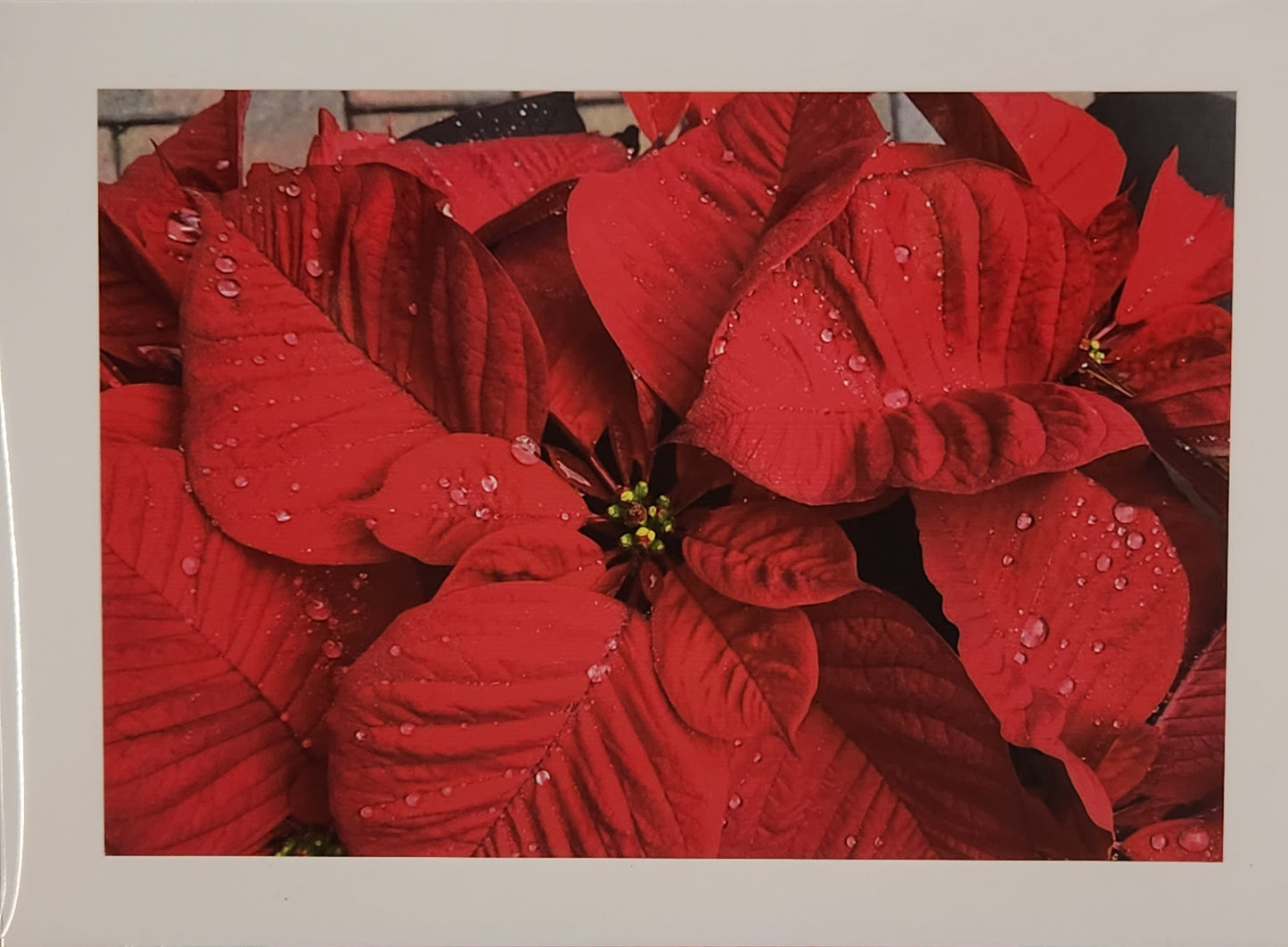 BARBSCARDS HOLIDAY: POINSETTIA