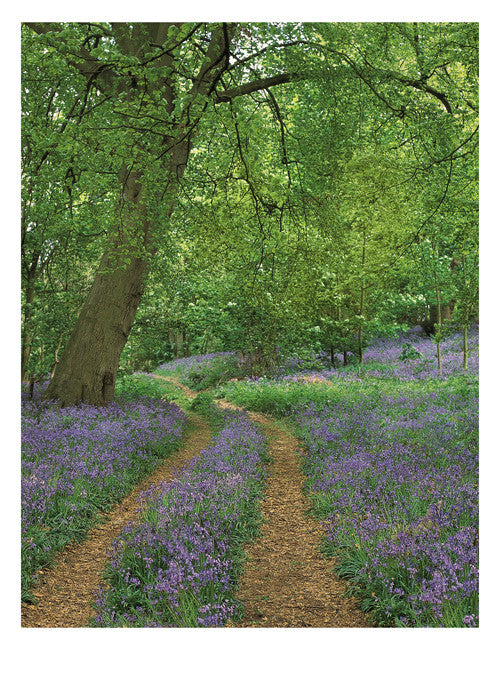 PALM PRESS GREETING CARDS PATH IN WOODS