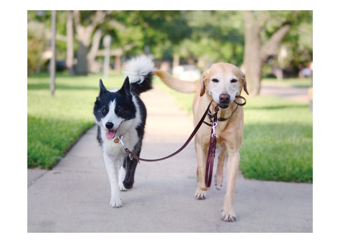 PALM PRESS GREETING CARDS 2 DOGS LEASHES