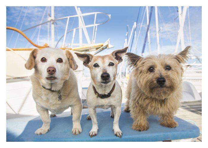 PALM PRESS GREETING CARDS TERRIERS AHOY!