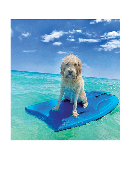 PALM PRESS GREETING CARDS DOG ON BOOGIE BOARD