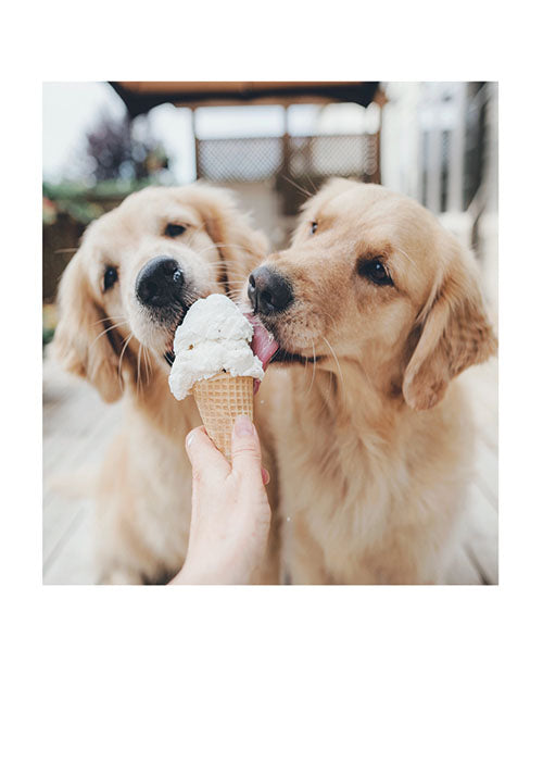 PALM PRESS GREETING CARDS TWO DOGS ICE CREAM