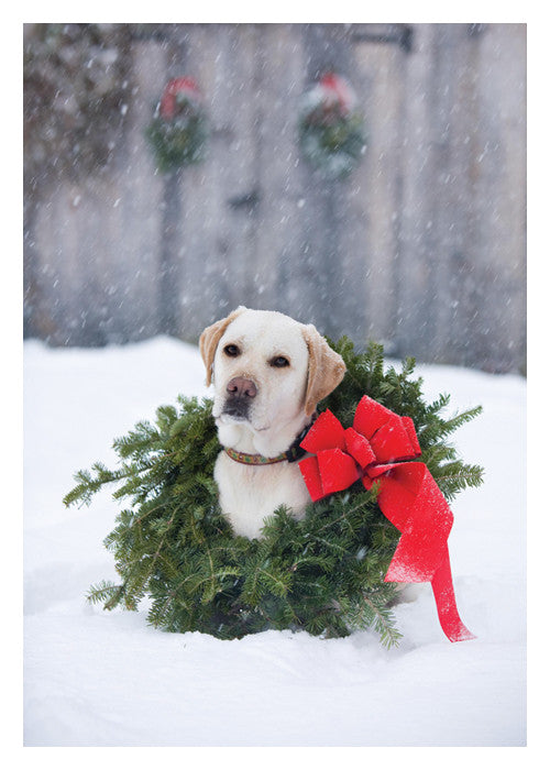 PALM PRESS GREETING CARDS HOLIDAY STRYDER
