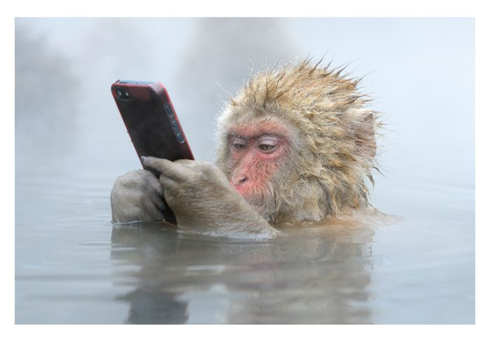 PALM PRESS GREETING CARDS MONKEY CELLPHONE