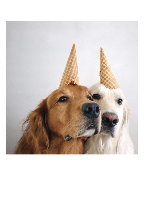 PALM PRESS GREETING CARDS DOGS CONE HEADS