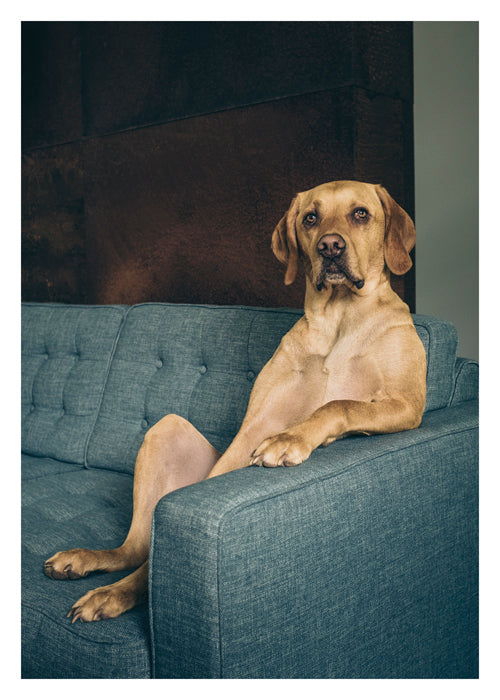 PALM PRESS GREETING CARDS DOG ON COUCH