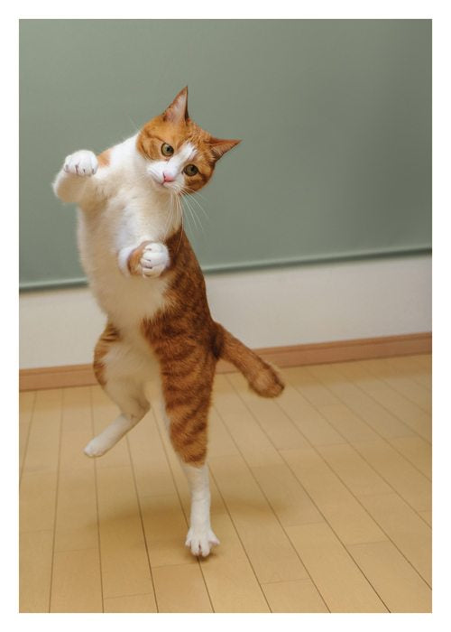 PALM PRESS GREETING CARDS DANCING CAT