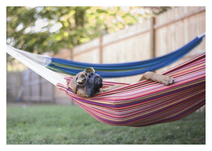 PALM PRESS GREETING CARDS DOG IN HAMMOCK