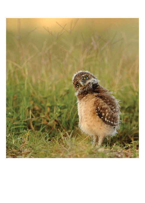 PALM PRESS GREETING CARDS BABY OWL