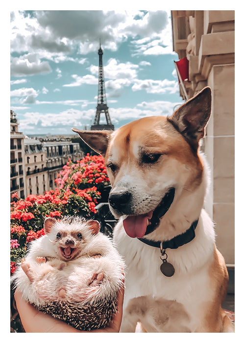 PALM PRESS GREETING CARDS HEDGEHOG & DOG IN PARIS