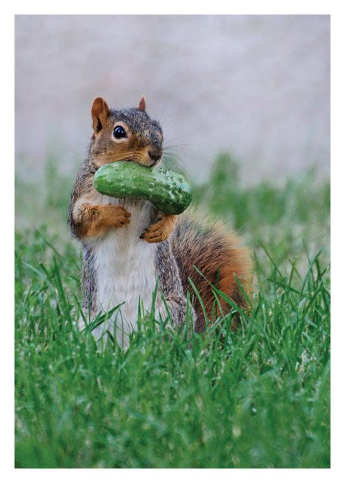 PALM PRESS GREETING CARDS SQUIRREL/PICKLE